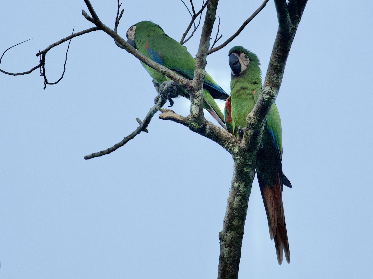 Chestnut-fronted Macaw - ML659118349