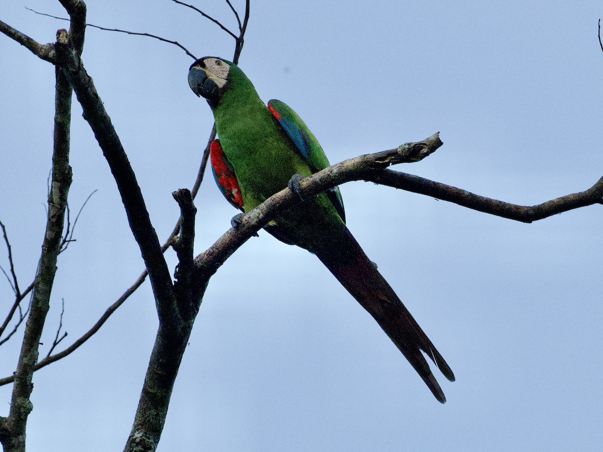 Chestnut-fronted Macaw - ML659118350