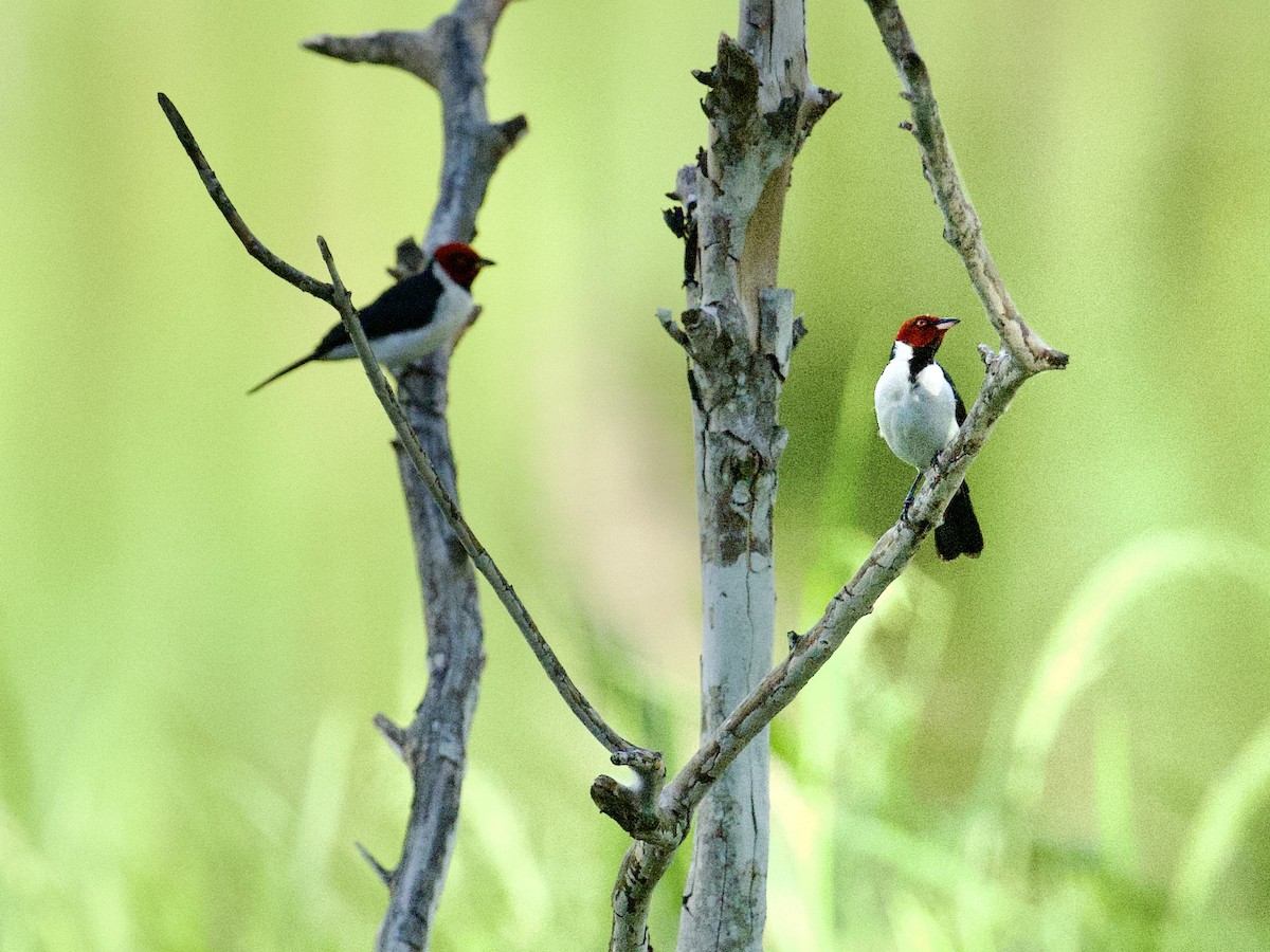Red-capped Cardinal - ML659118409