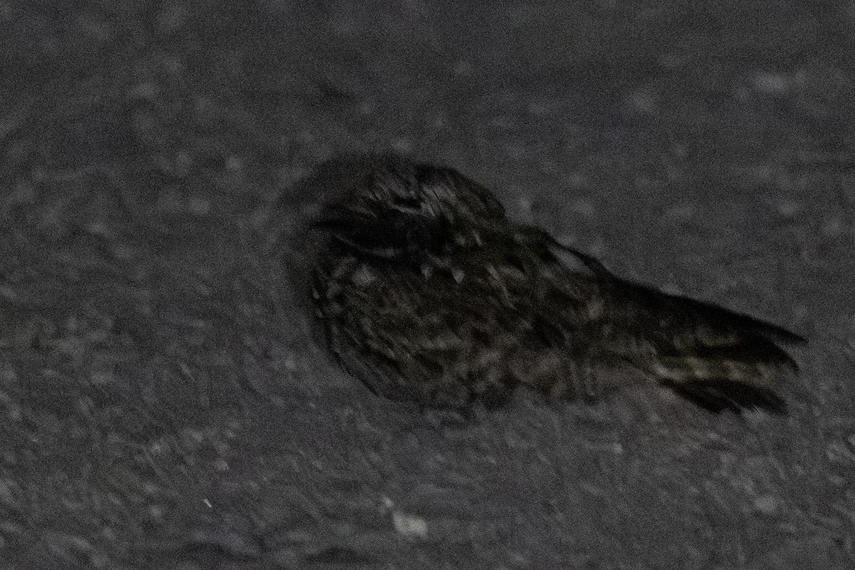 Common Poorwill - ML659119845
