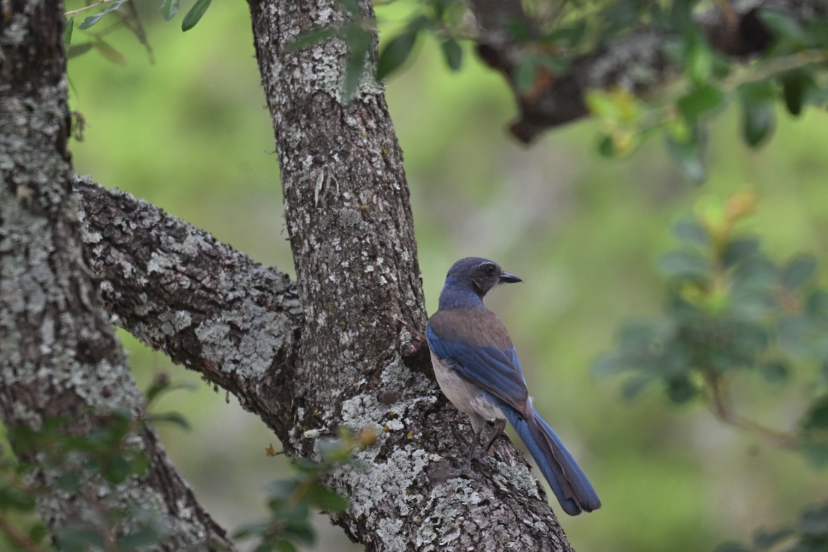 Woodhouse's Scrub-Jay - ML659120082