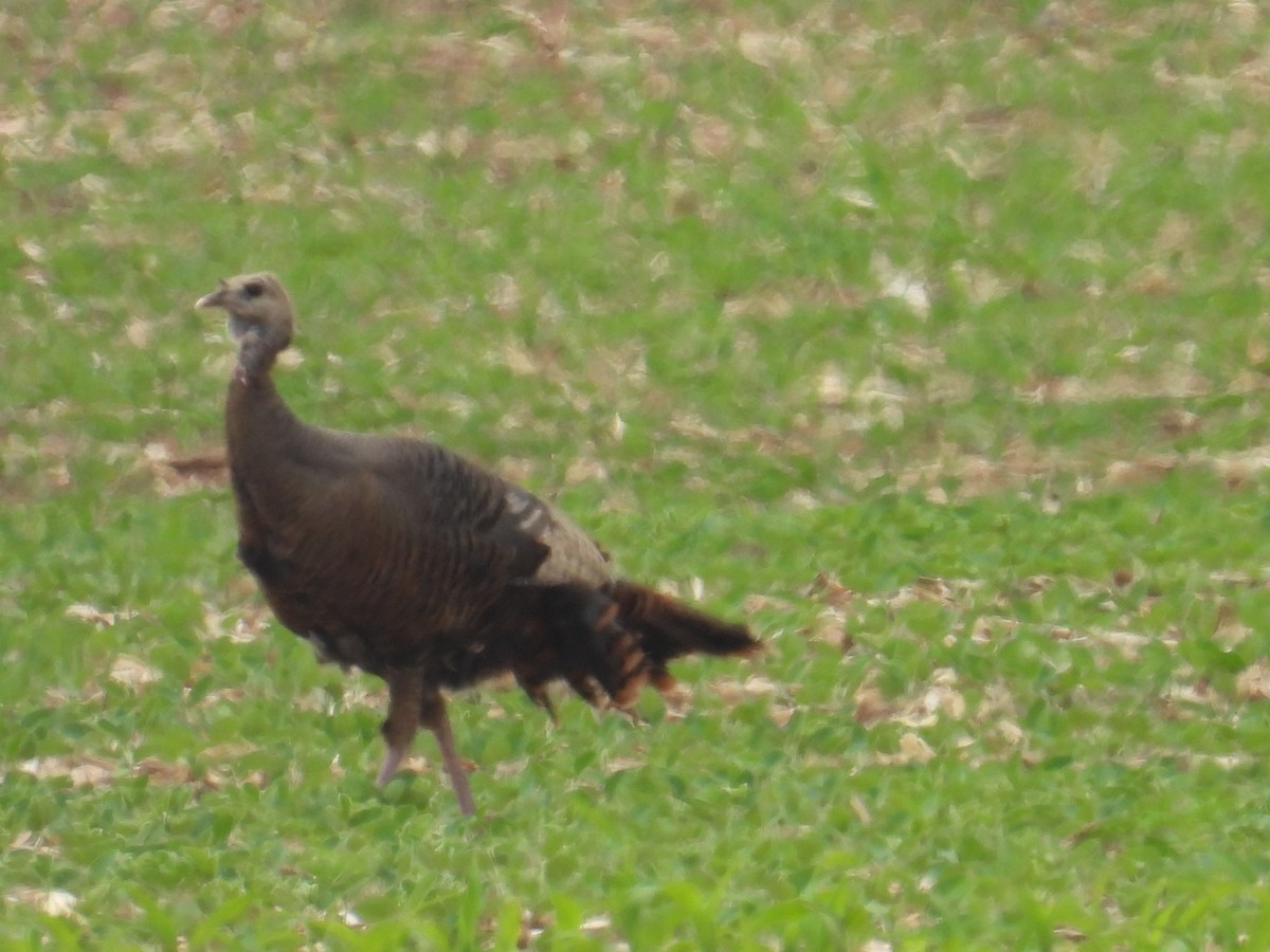 Wild Turkey - ML659120169