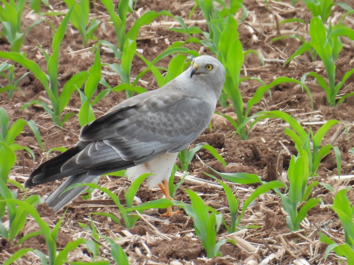 Northern Harrier - ML659120183