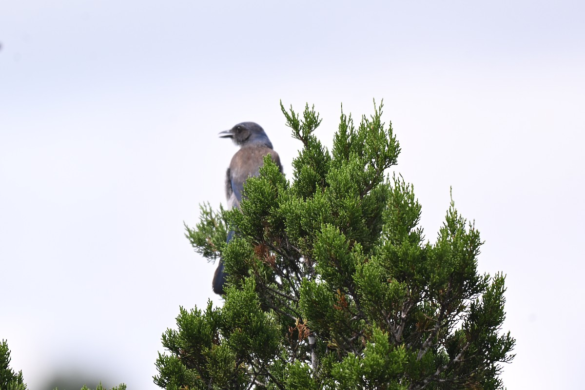 Woodhouse's Scrub-Jay - ML659120186