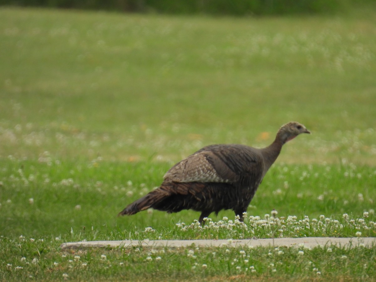 Wild Turkey - ML659120353