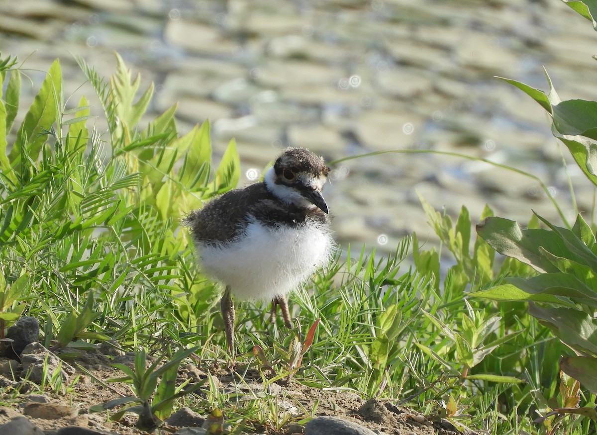 Killdeer - ML659120413