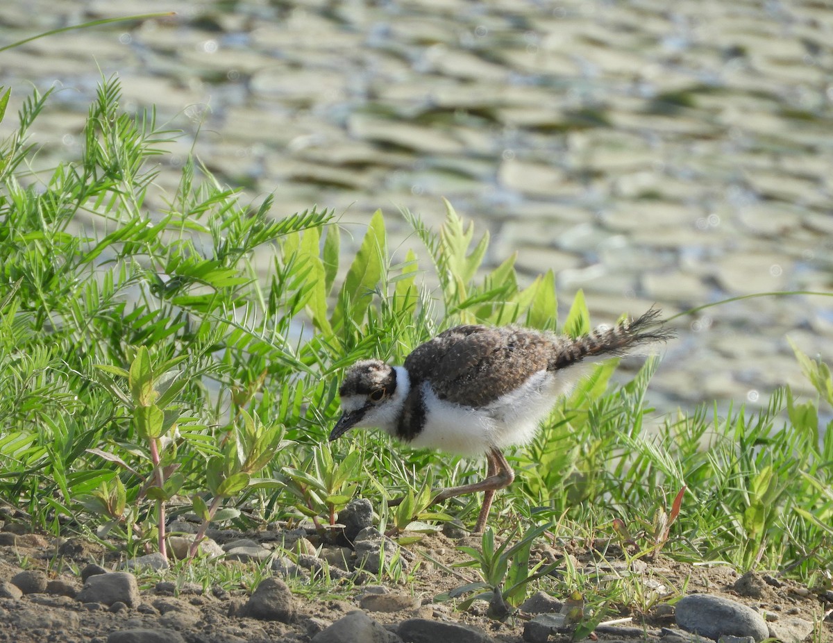 Killdeer - ML659120442