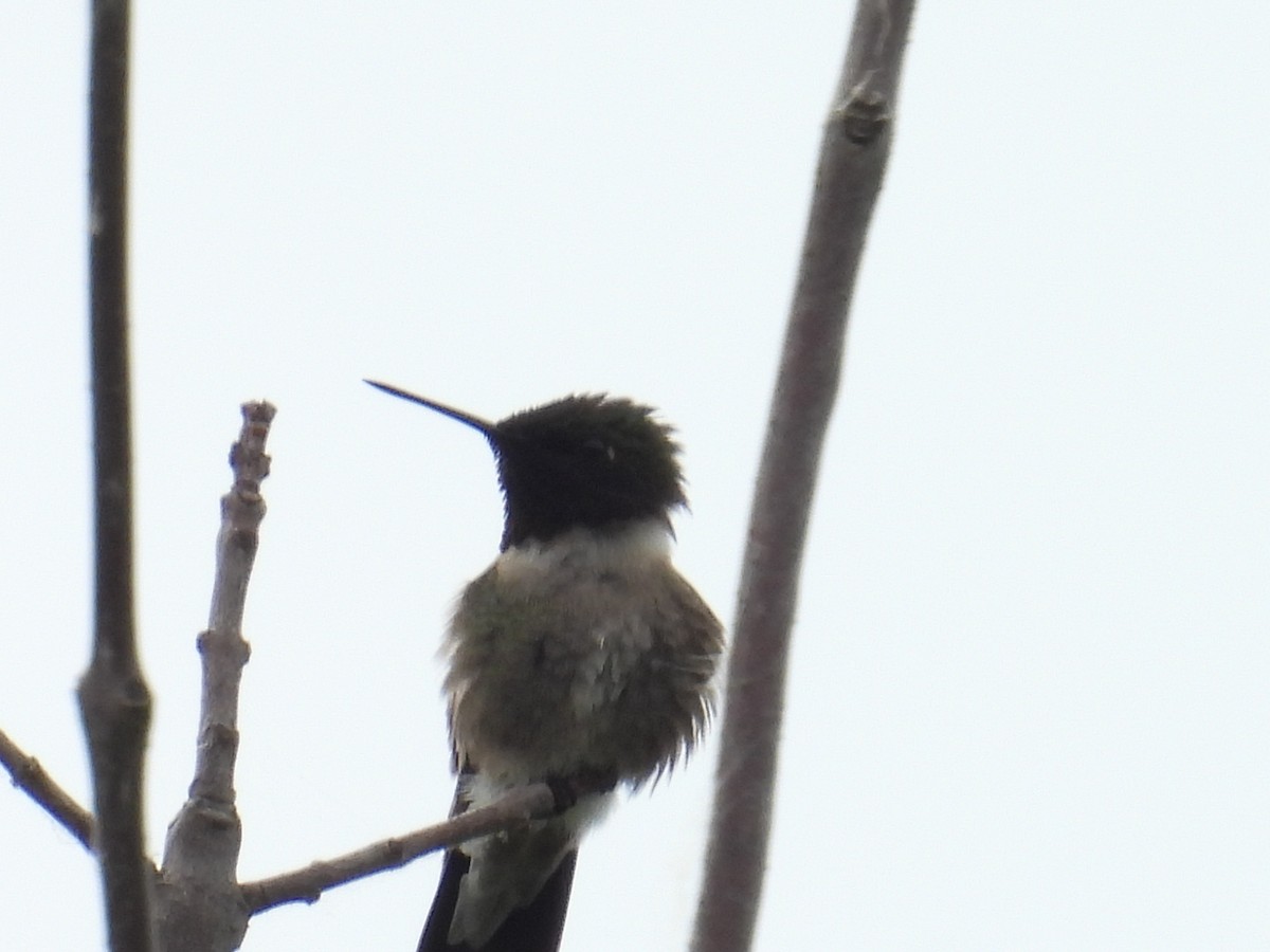 Ruby-throated Hummingbird - ML659120985