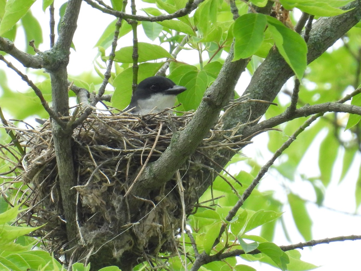 Eastern Kingbird - ML659120998