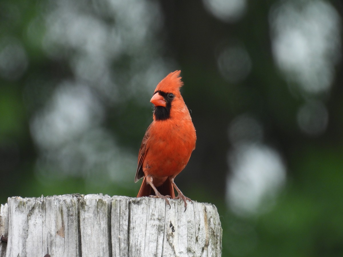 Northern Cardinal - ML659121102