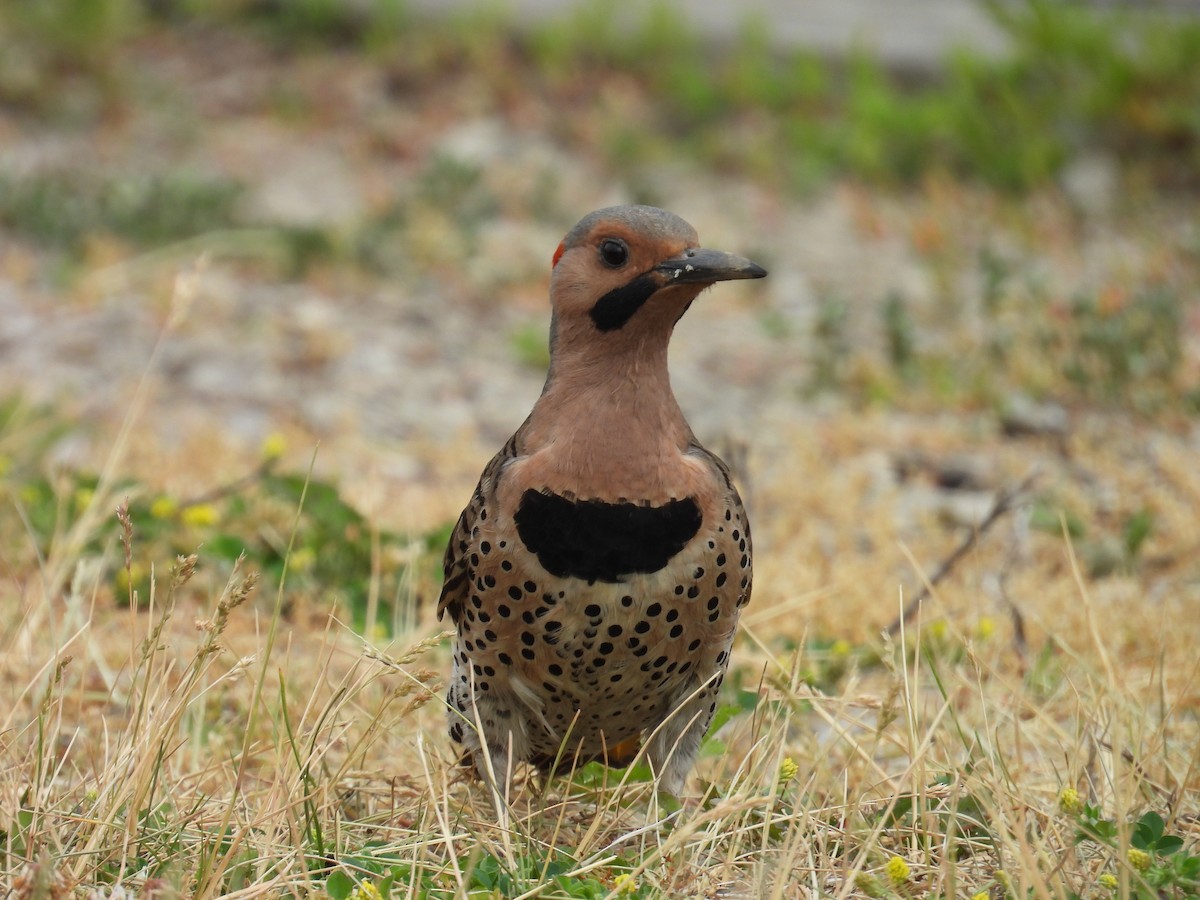 Northern Flicker - ML659121121