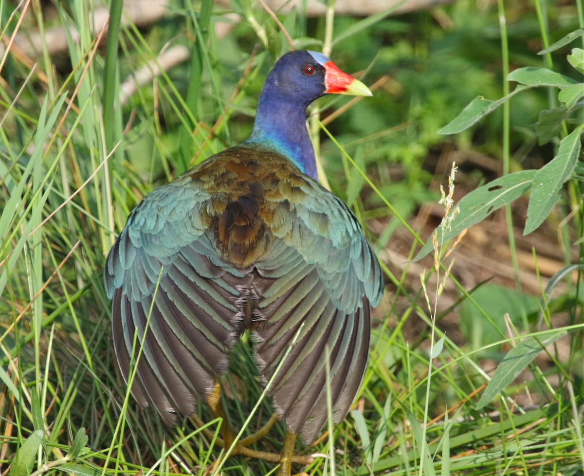 Purple Gallinule - Gil Ewing