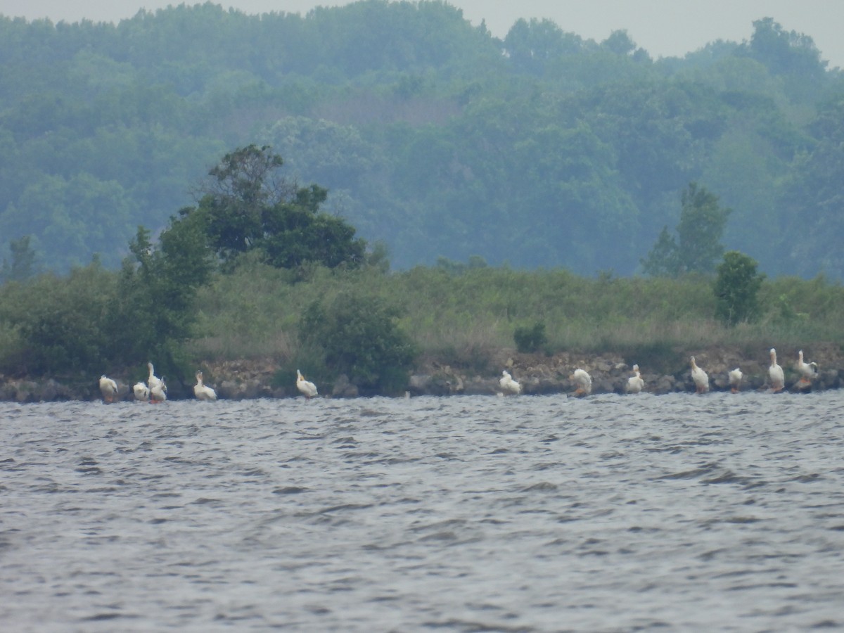 American White Pelican - ML659121223