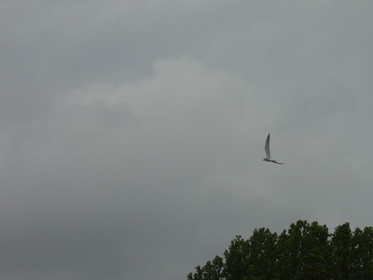 Forster's Tern - ML659121234