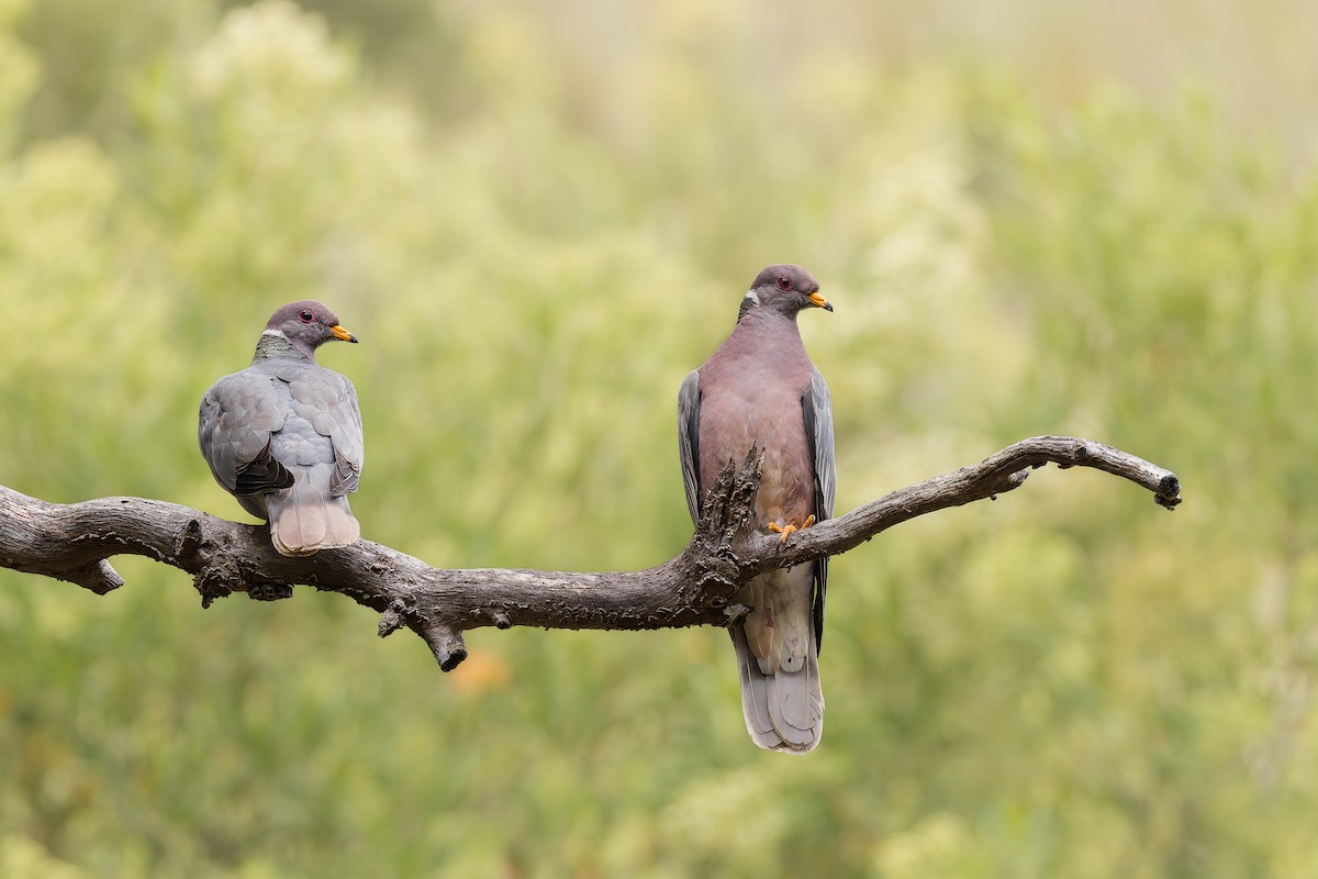 Band-tailed Pigeon - ML659122497