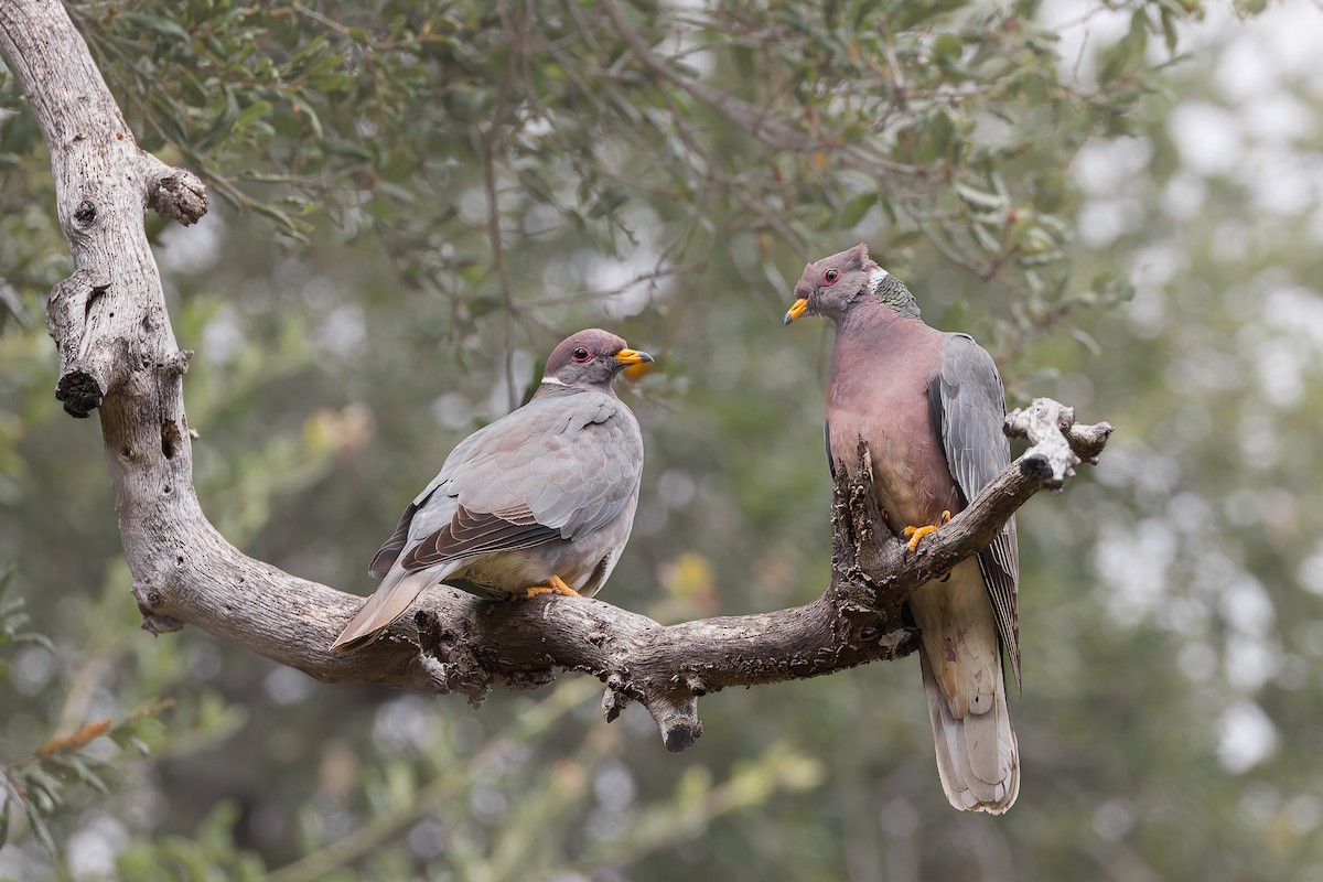 Band-tailed Pigeon - ML659122499