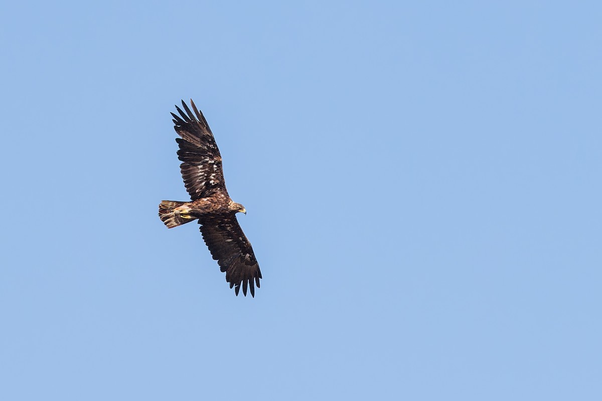 Aquila reale - ML659122524