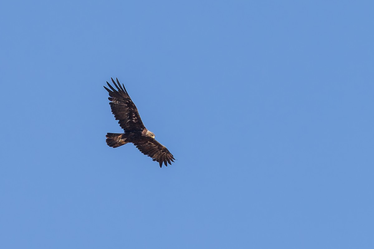 Aquila reale - ML659122525
