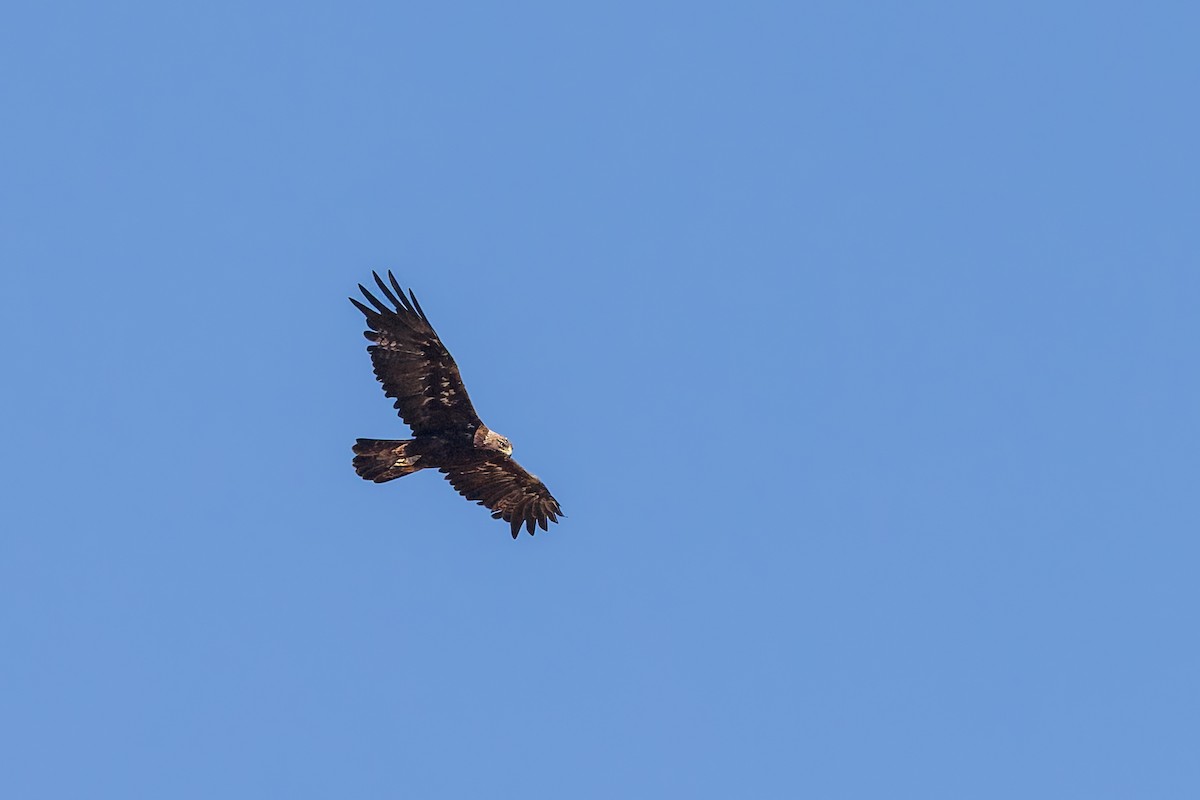 Aquila reale - ML659122527