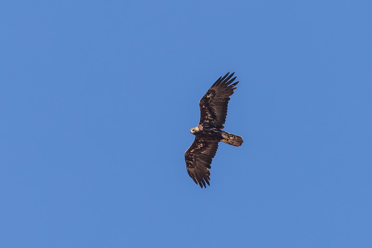 Aquila reale - ML659122528