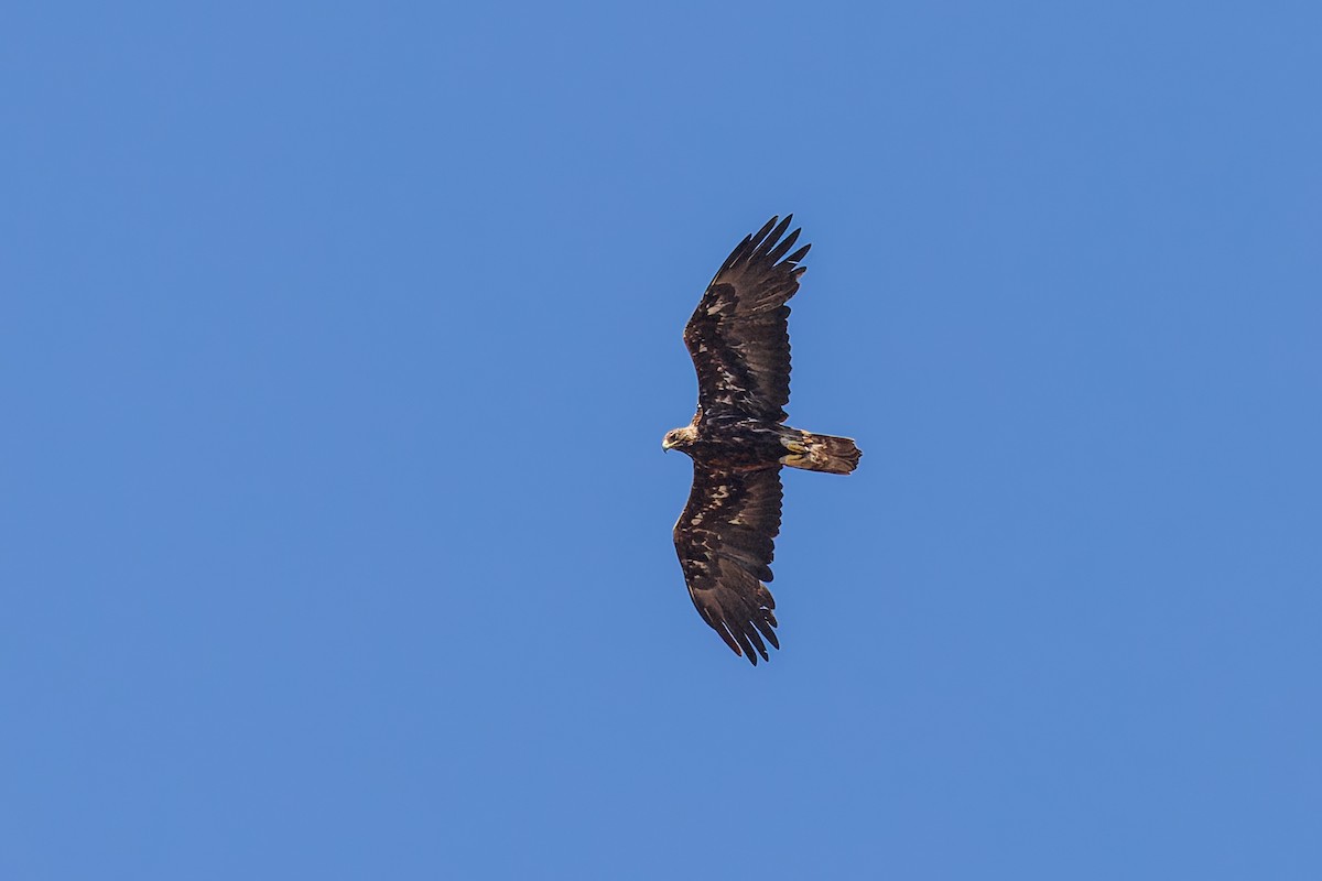 Aquila reale - ML659122529