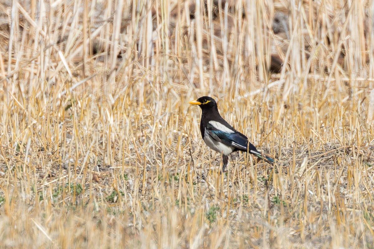Yellow-billed Magpie - ML659122532