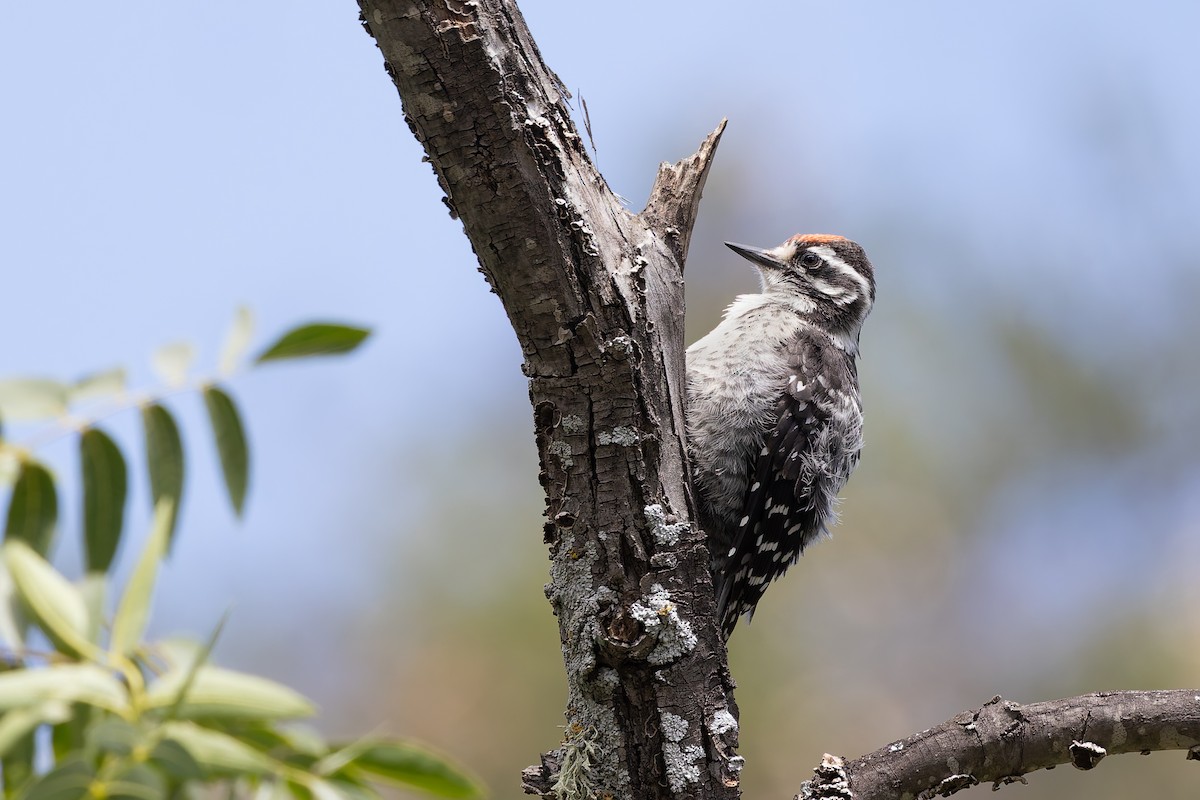 Nuttall's Woodpecker - ML659122589