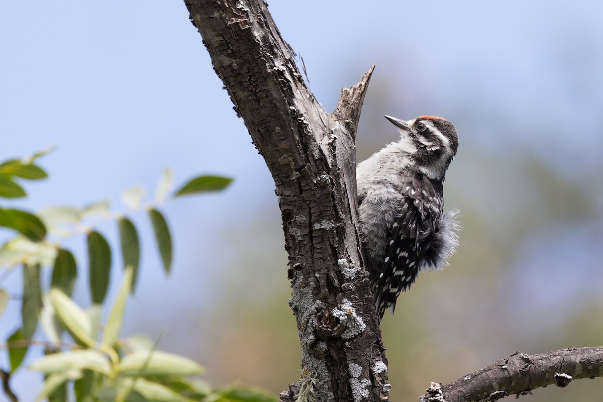 Nuttall's Woodpecker - ML659122591