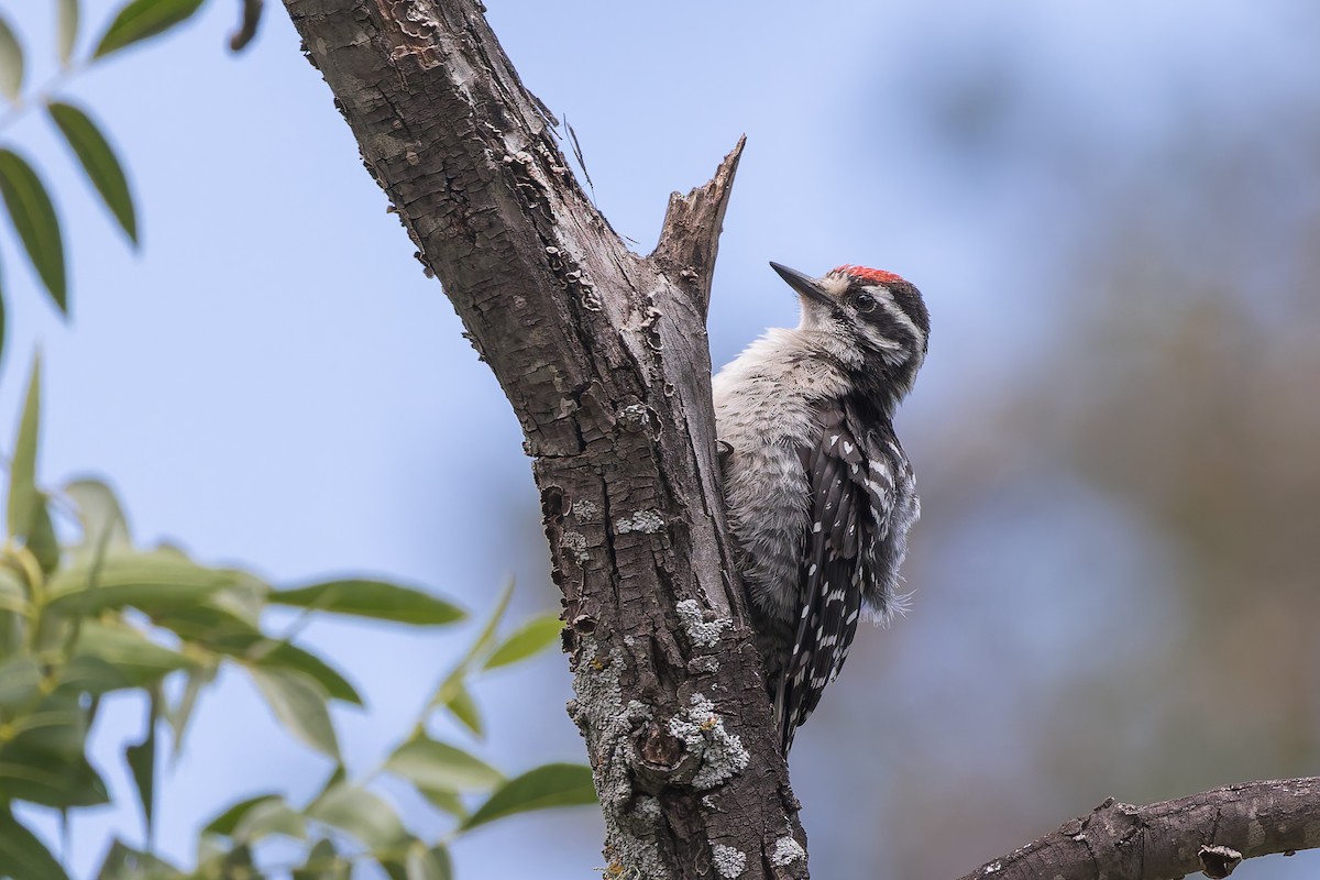 Nuttall's Woodpecker - ML659122592