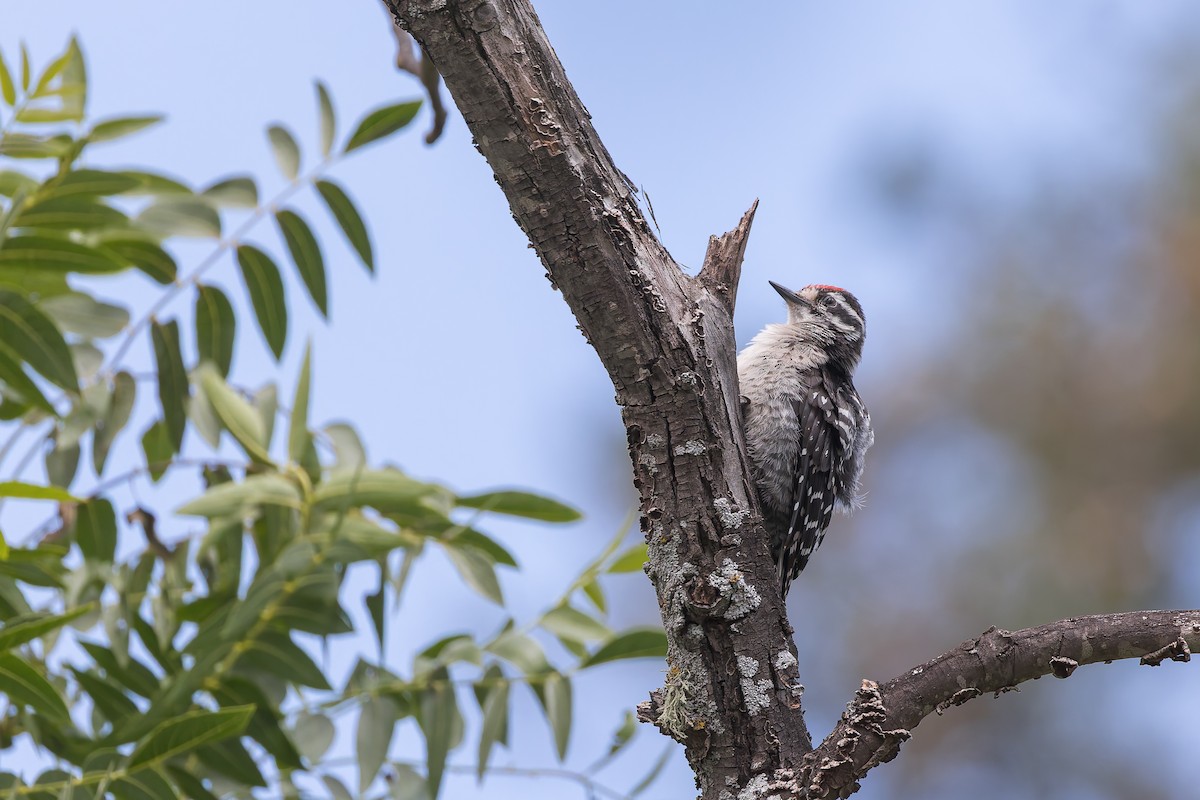 Nuttall's Woodpecker - ML659122595