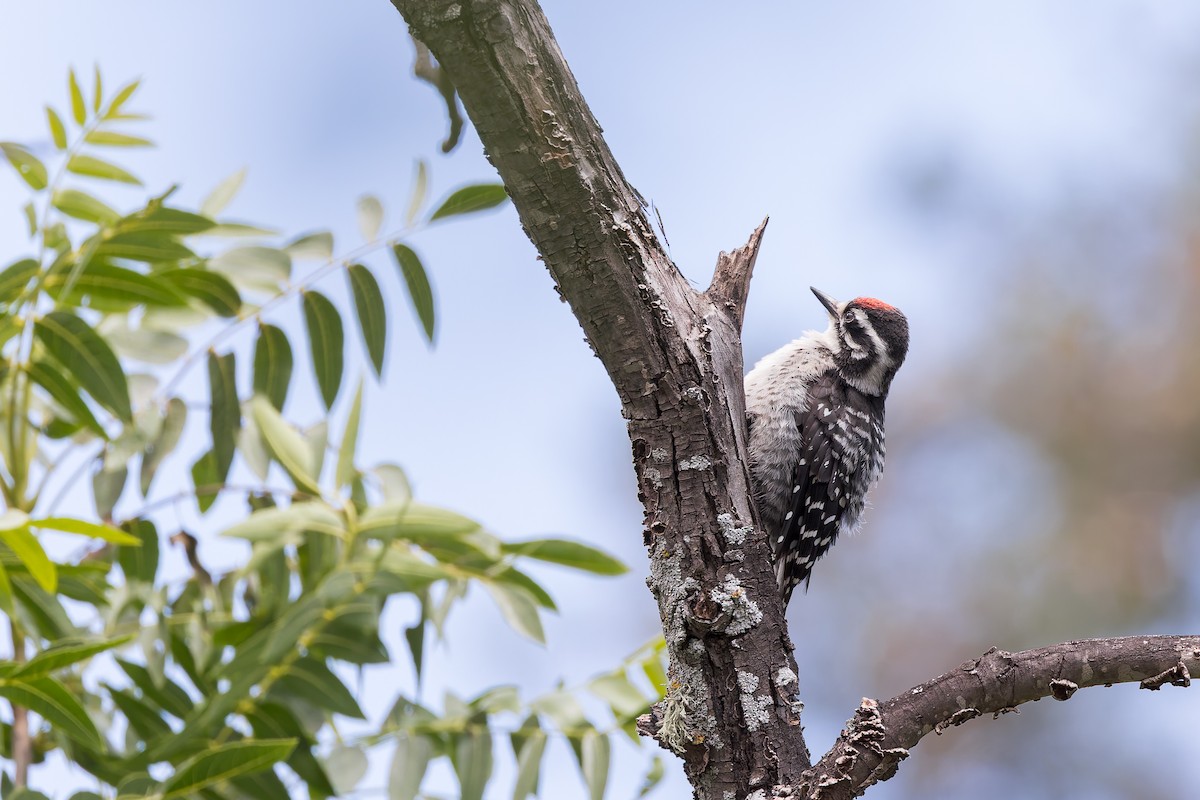 Nuttall's Woodpecker - ML659122596
