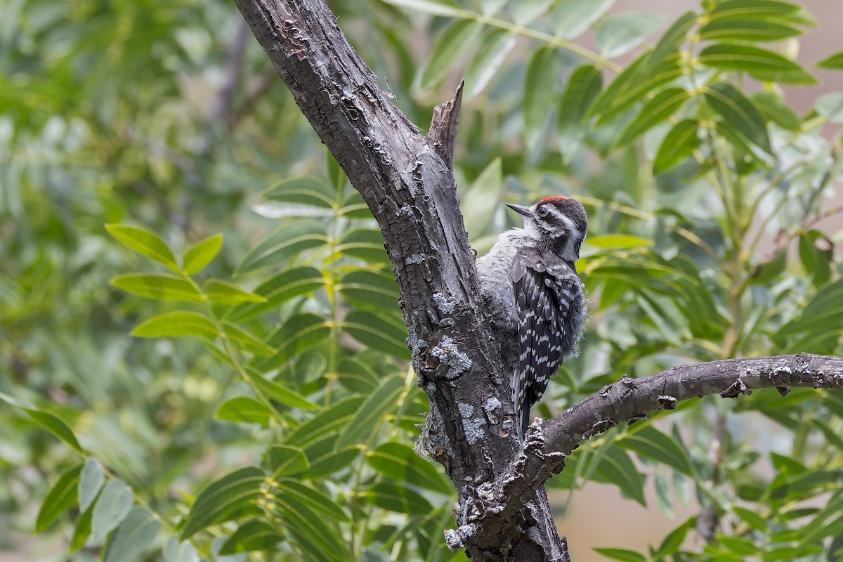 Nuttall's Woodpecker - ML659122602