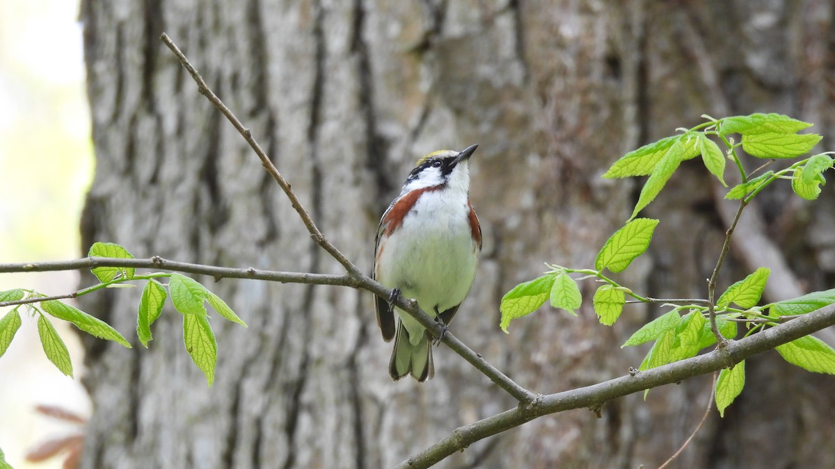 Chestnut-sided Warbler - ML659122620
