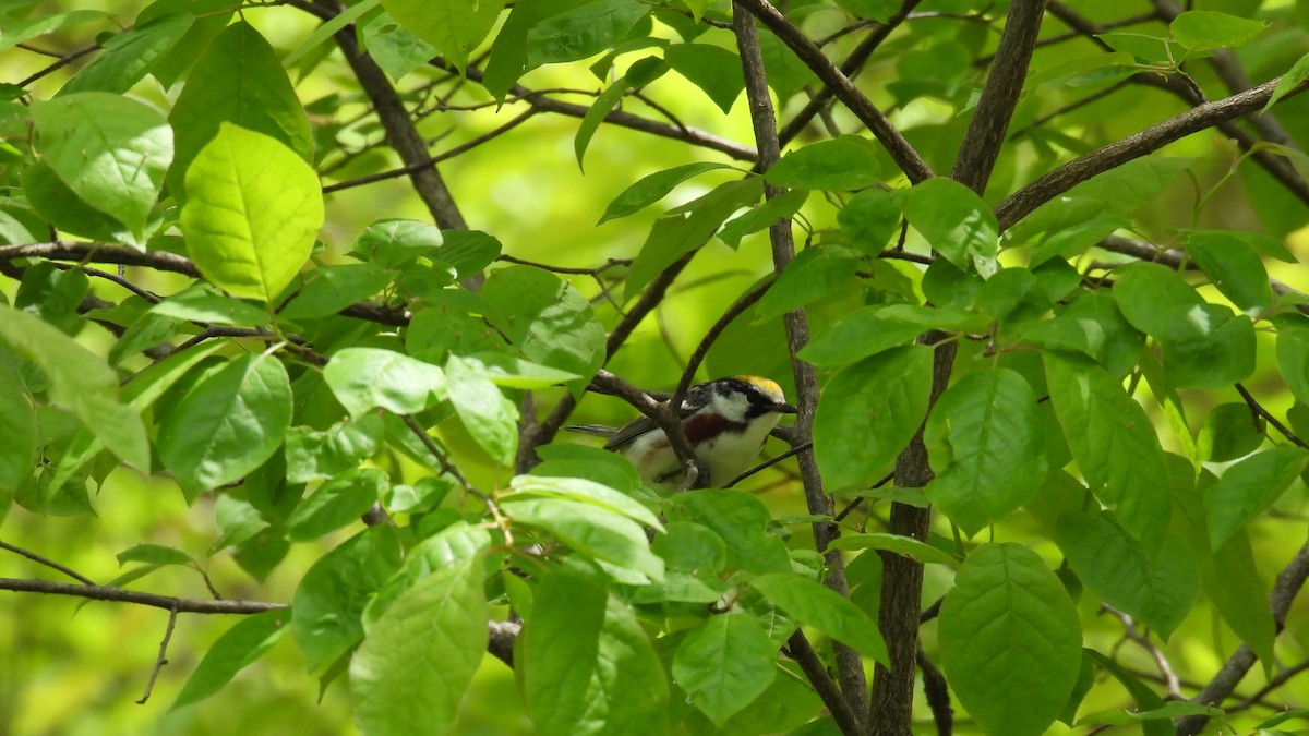 Chestnut-sided Warbler - ML659122621