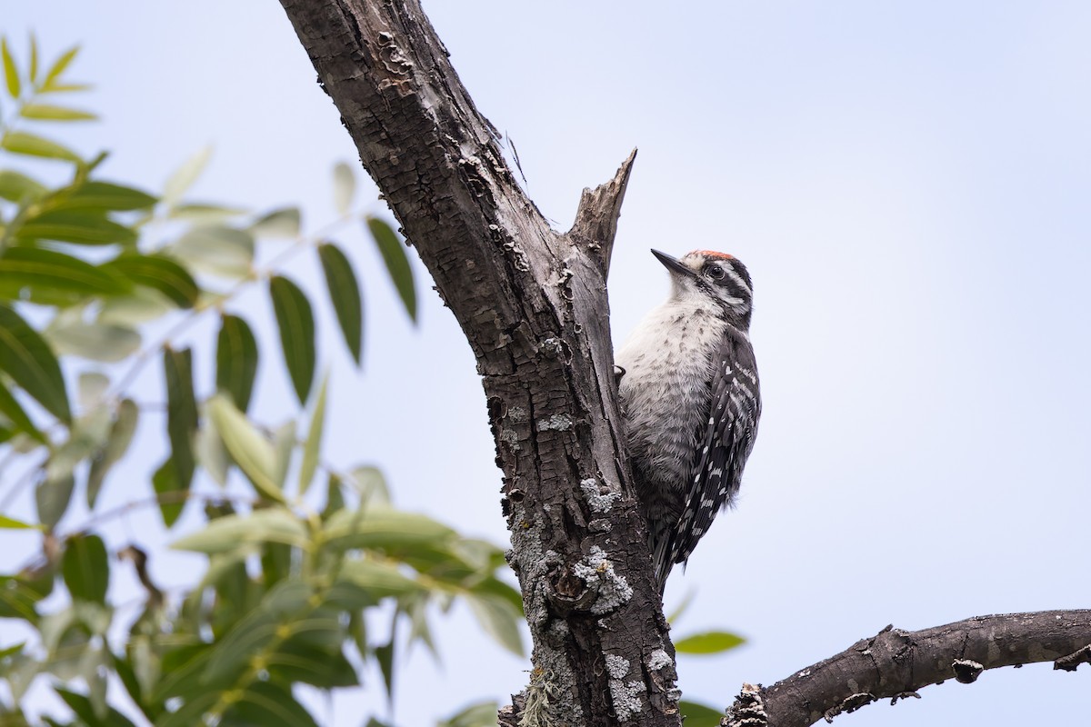 Nuttall's Woodpecker - ML659122648