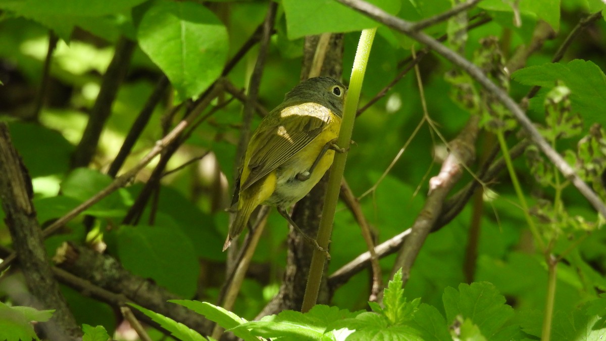 Nashville Warbler - ML659122649