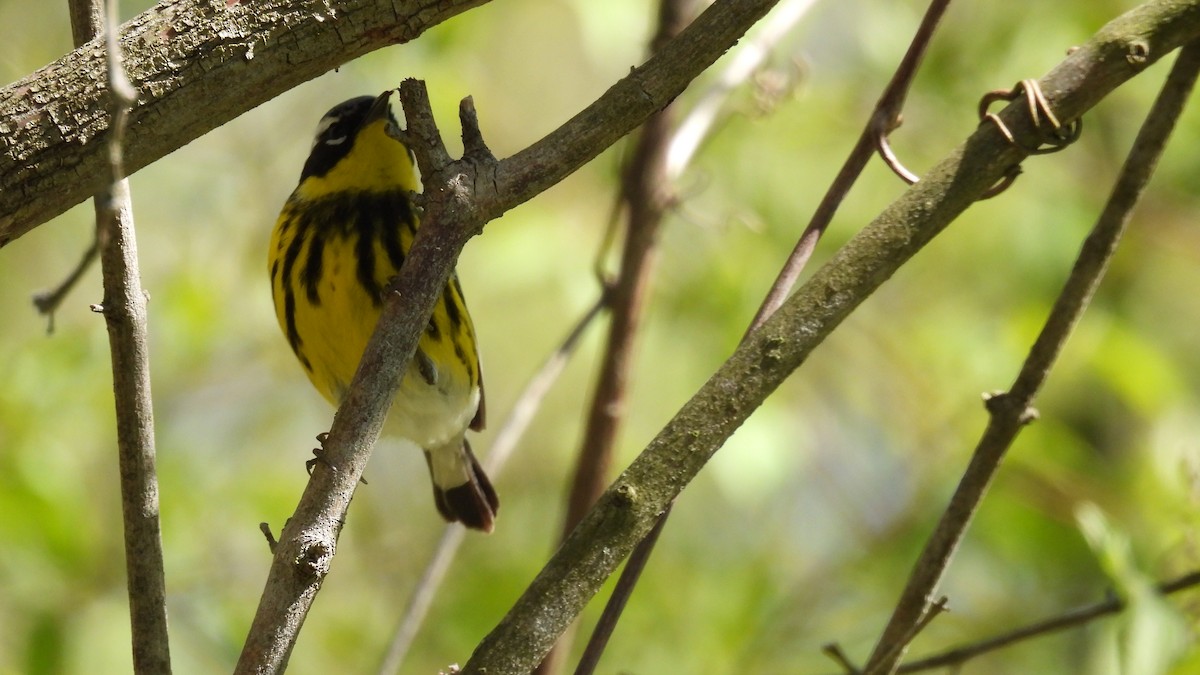 Magnolia Warbler - ML659122677