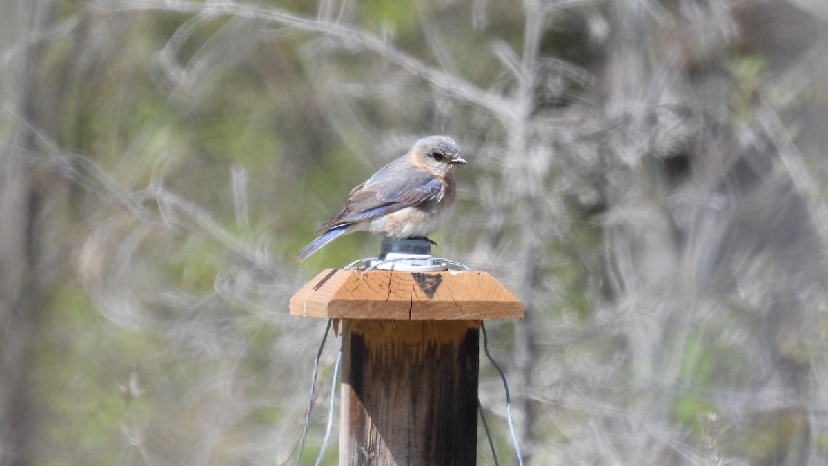 Eastern Bluebird - ML659122711