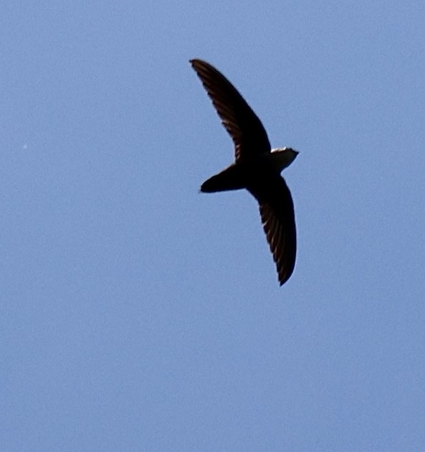 Chimney Swift - ML659122937