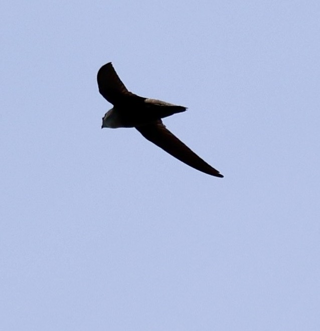 Chimney Swift - ML659122938