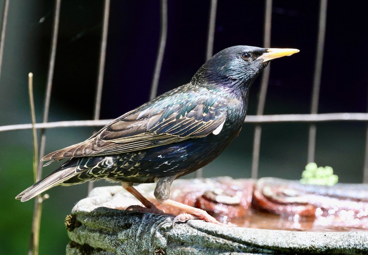 European Starling - ML659122945