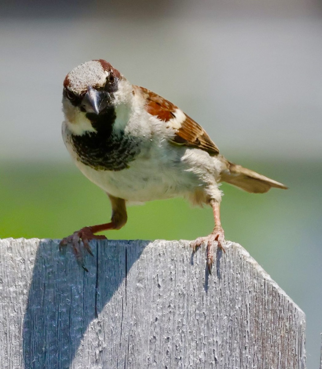 House Sparrow - ML659122963