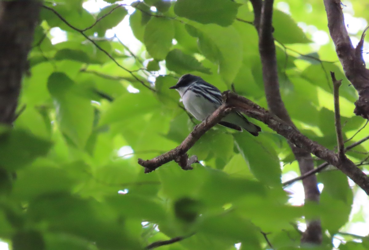 Cerulean Warbler - ML659123088