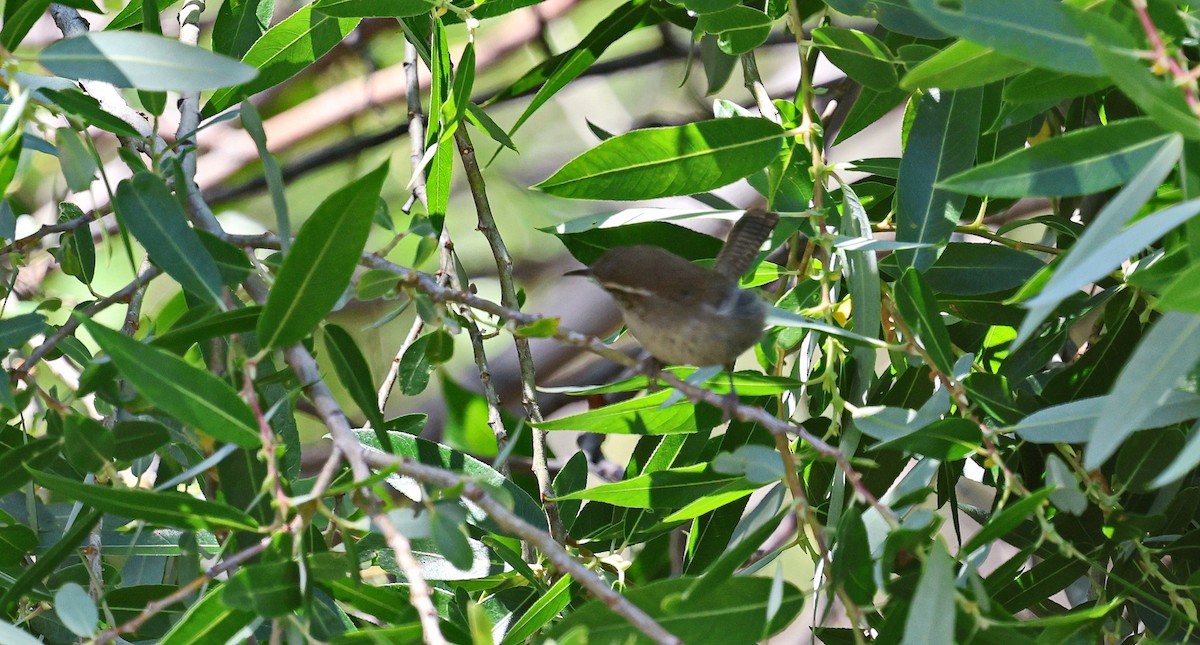 Bewick's Wren - ML659123365