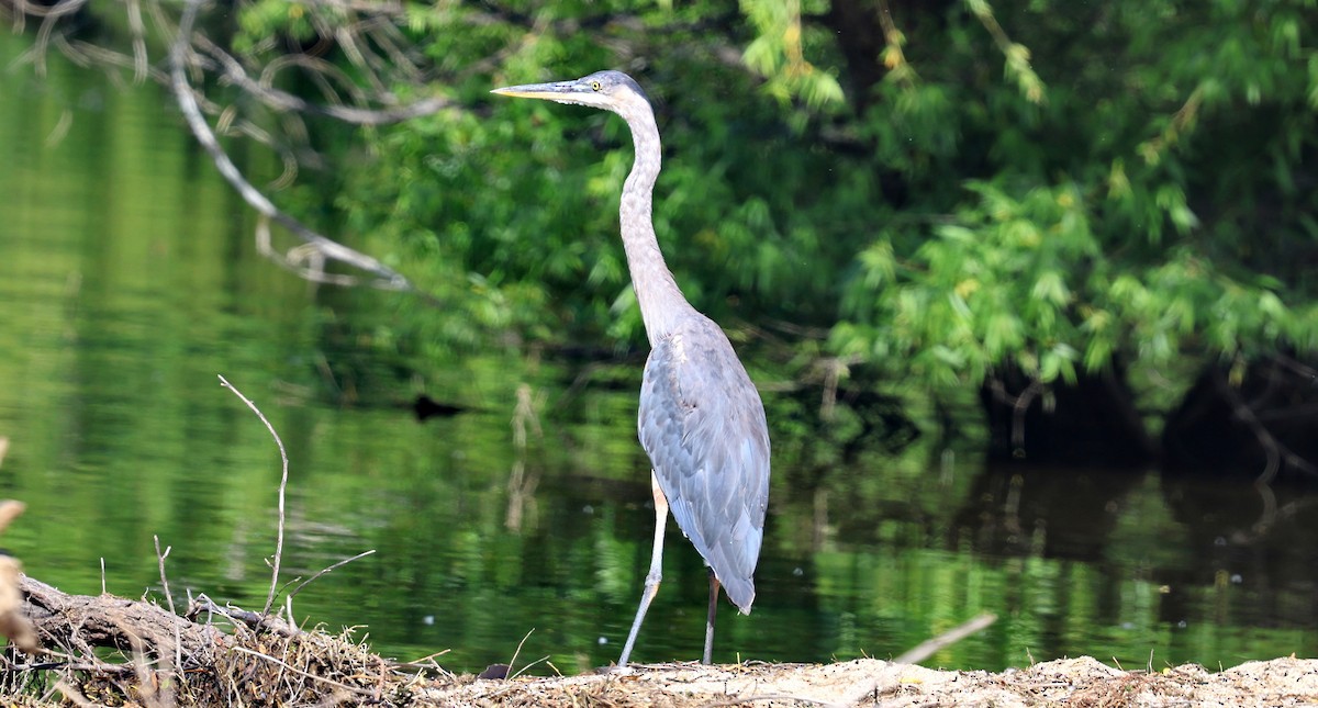 Great Blue Heron - ML659123413