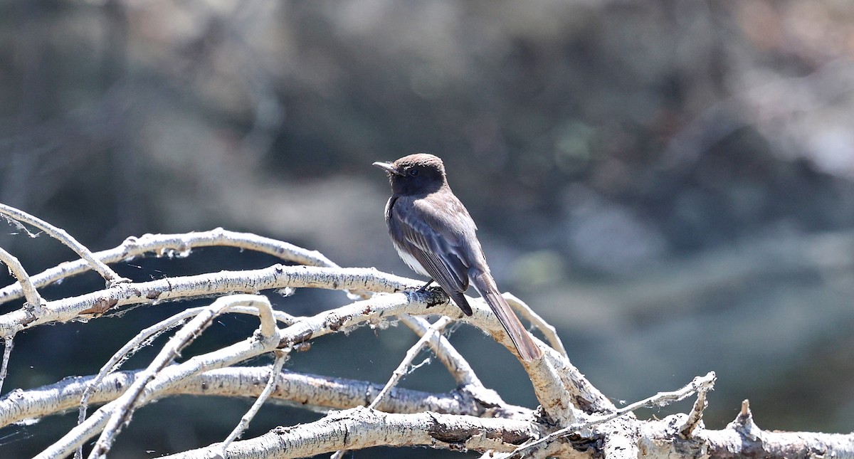 Black Phoebe - ML659123422