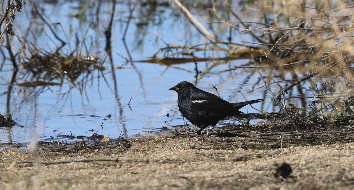 Tricolored Blackbird - ML659123441