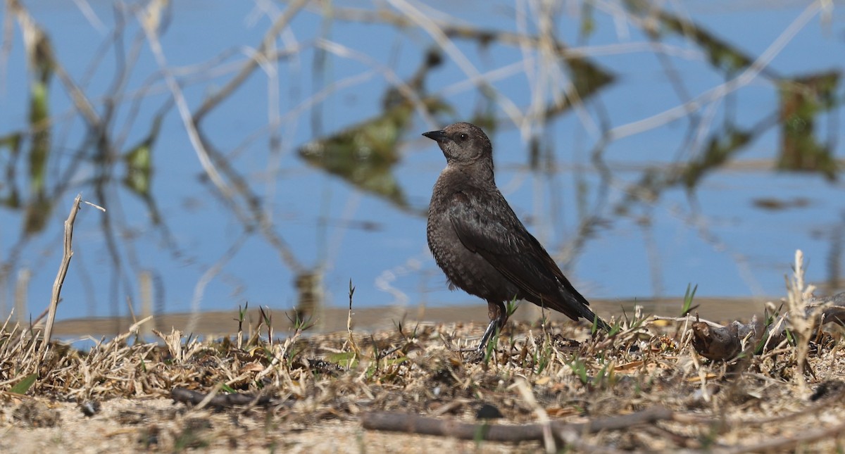 Brewer's Blackbird - ML659123448