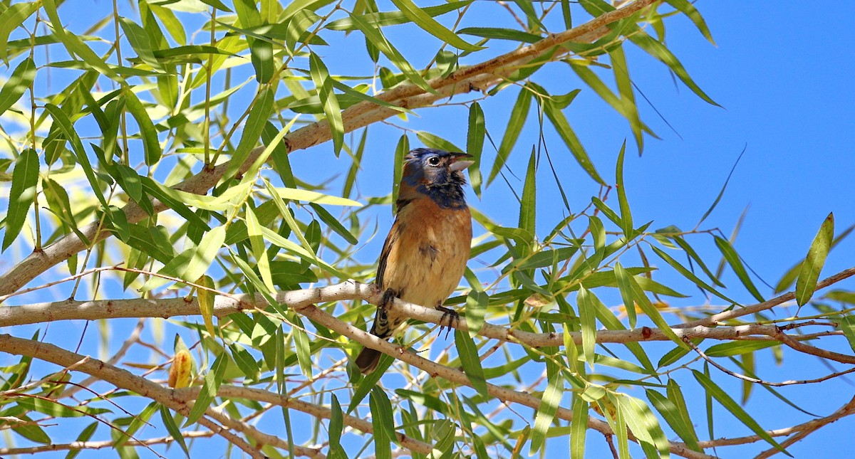 Blue Grosbeak - ML659123456