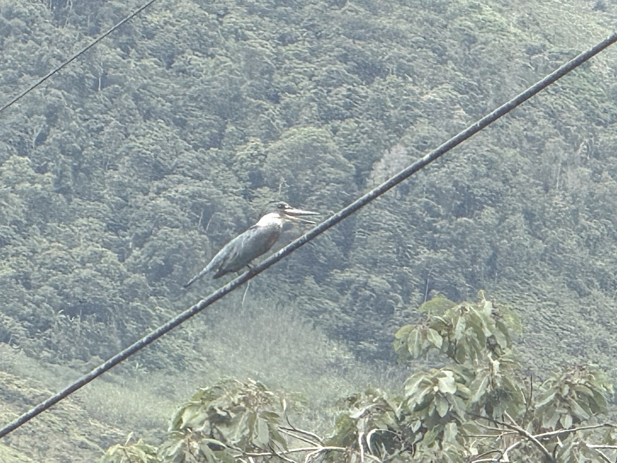 amazonisfugl - ML659123666